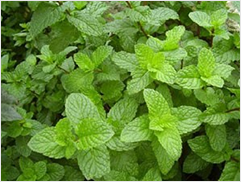 耐高温薄荷香精